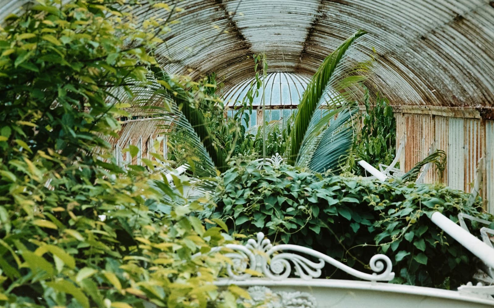 Lush plants growing inside a greenhouse